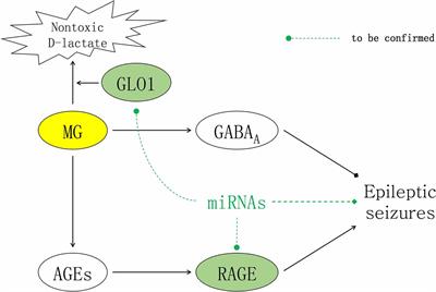 Conflicting Effects of Methylglyoxal and Potential Significance of miRNAs for Seizure Treatment